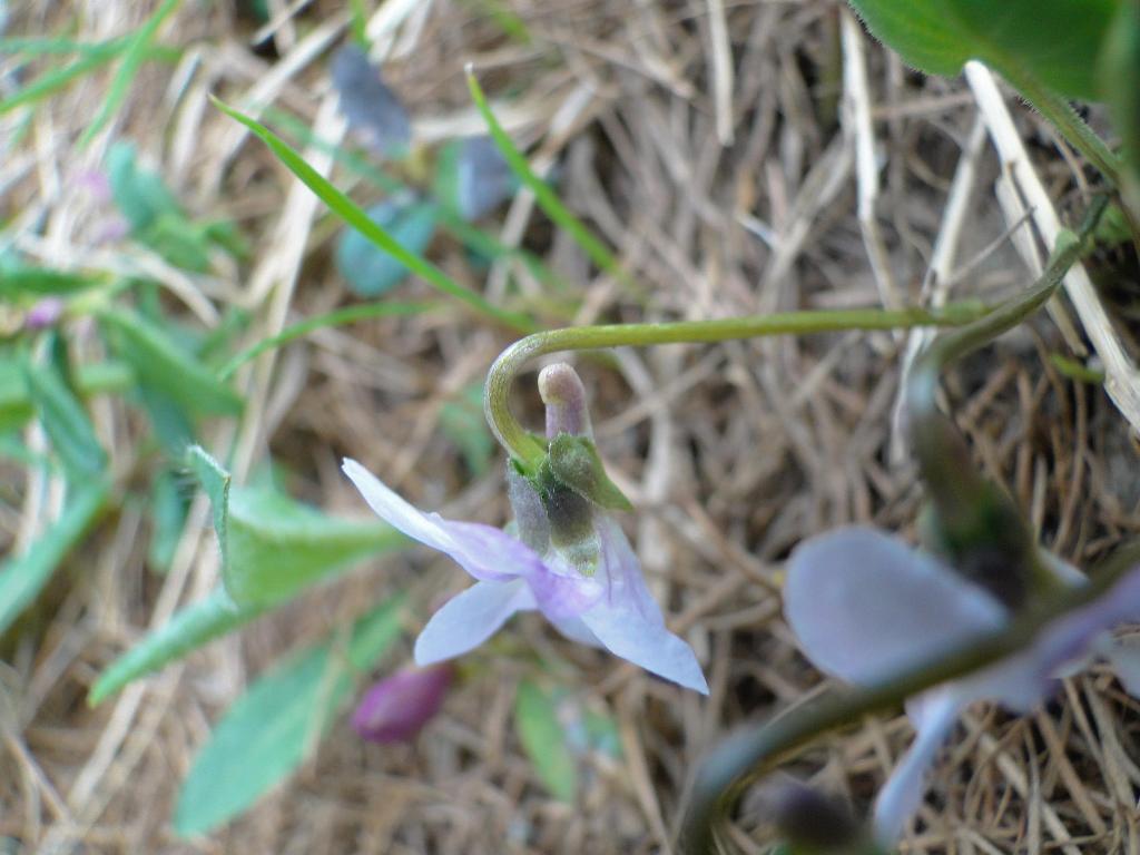 Viola thomasiana / Viola di Thomas